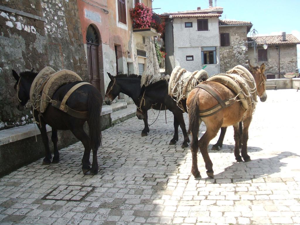 Rupe Antica Bed & Breakfast Artena Dış mekan fotoğraf